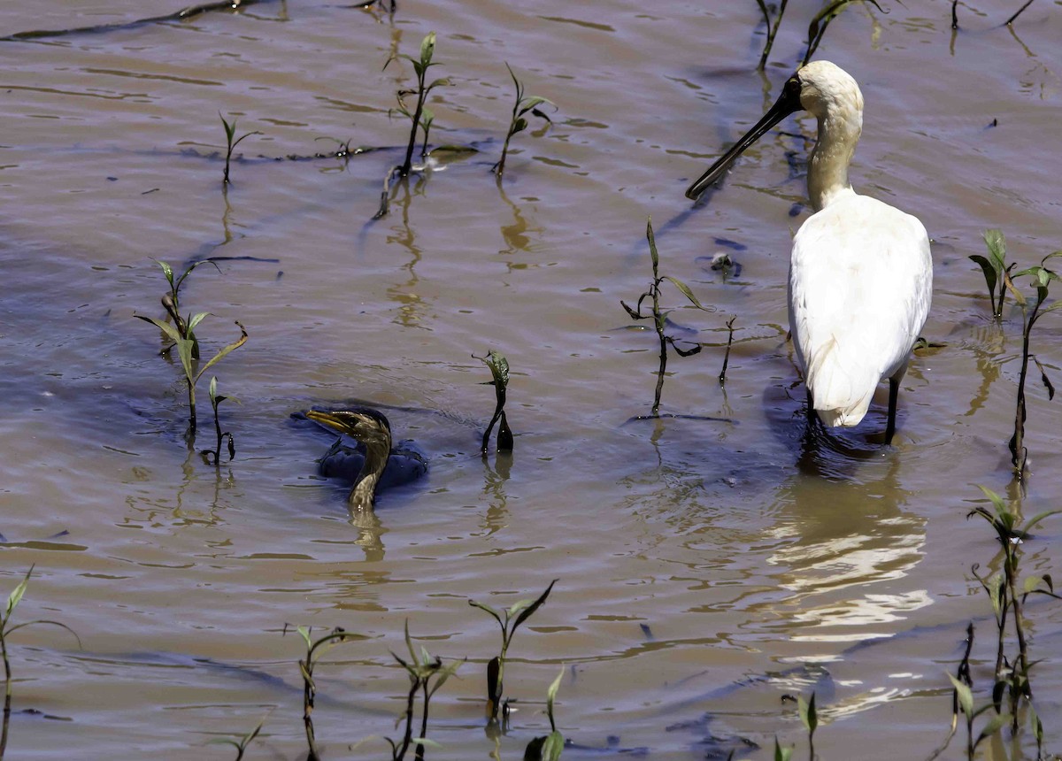 Royal Spoonbill - ML617122585