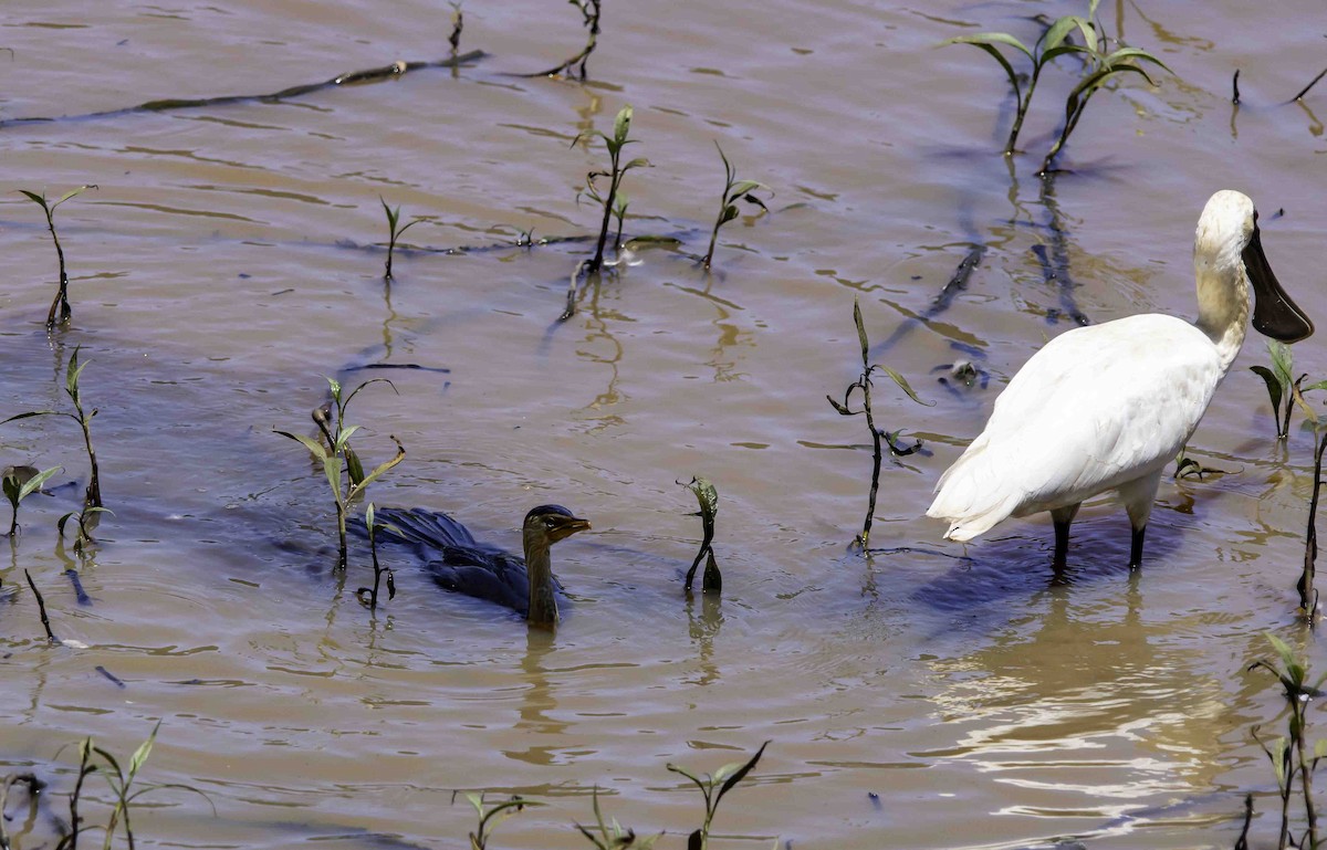 Royal Spoonbill - ML617122586