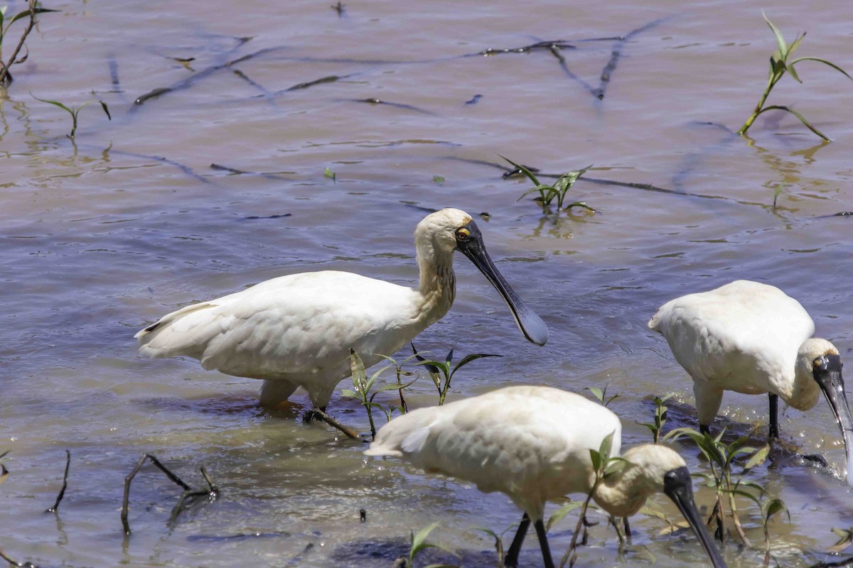 Royal Spoonbill - ML617122588