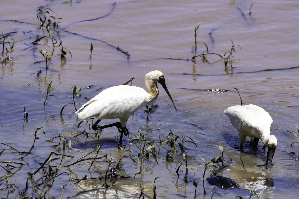 Royal Spoonbill - ML617122589