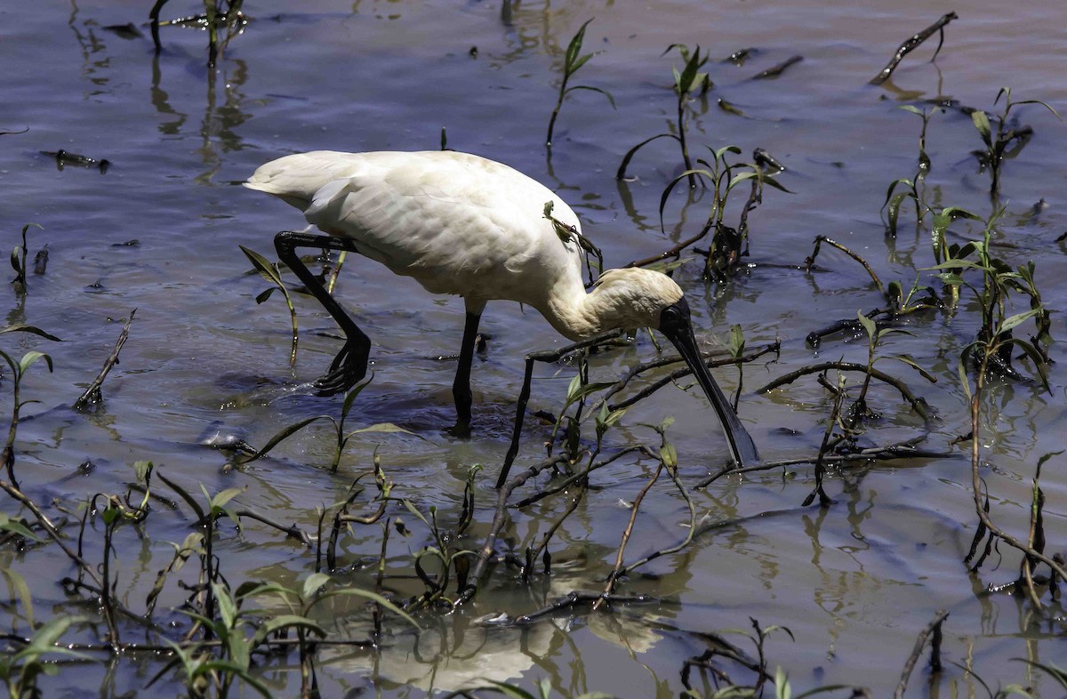 Royal Spoonbill - ML617122590