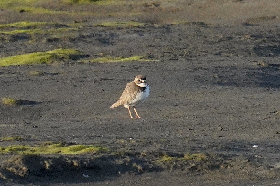 Wilson's Plover - Nick Thorpe