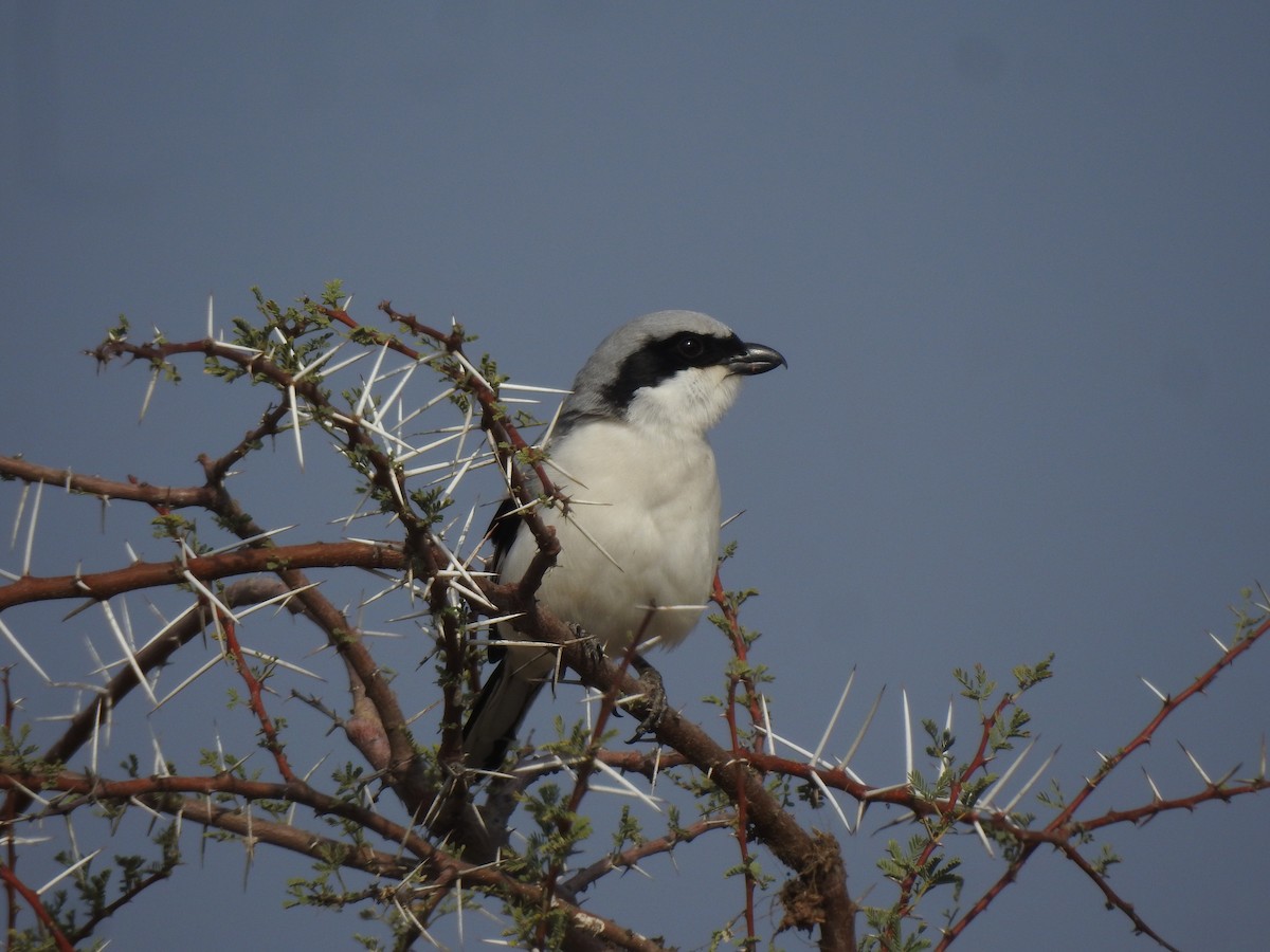 Great Gray Shrike (Indian) - ML617122637