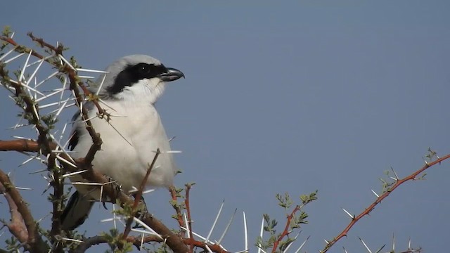 חנקן גדול (הודי) - ML617122639