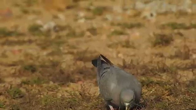 Хүрэвтэр тагтаа - ML617122648