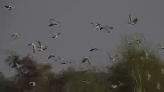 Хүрэвтэр тагтаа - ML617122649