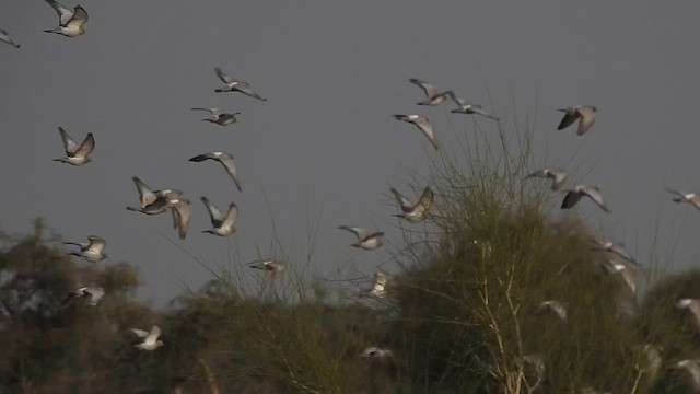 Yellow-eyed Pigeon - ML617122650