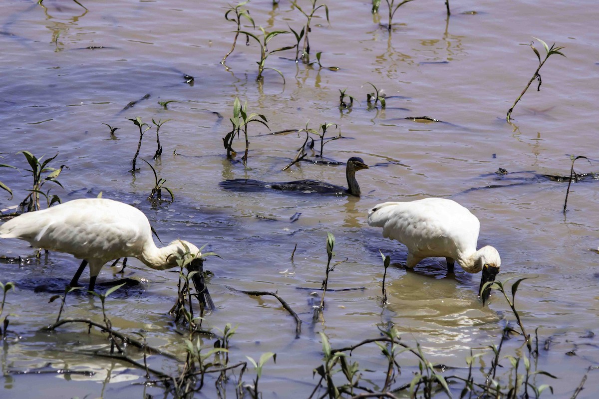 Royal Spoonbill - ML617122651