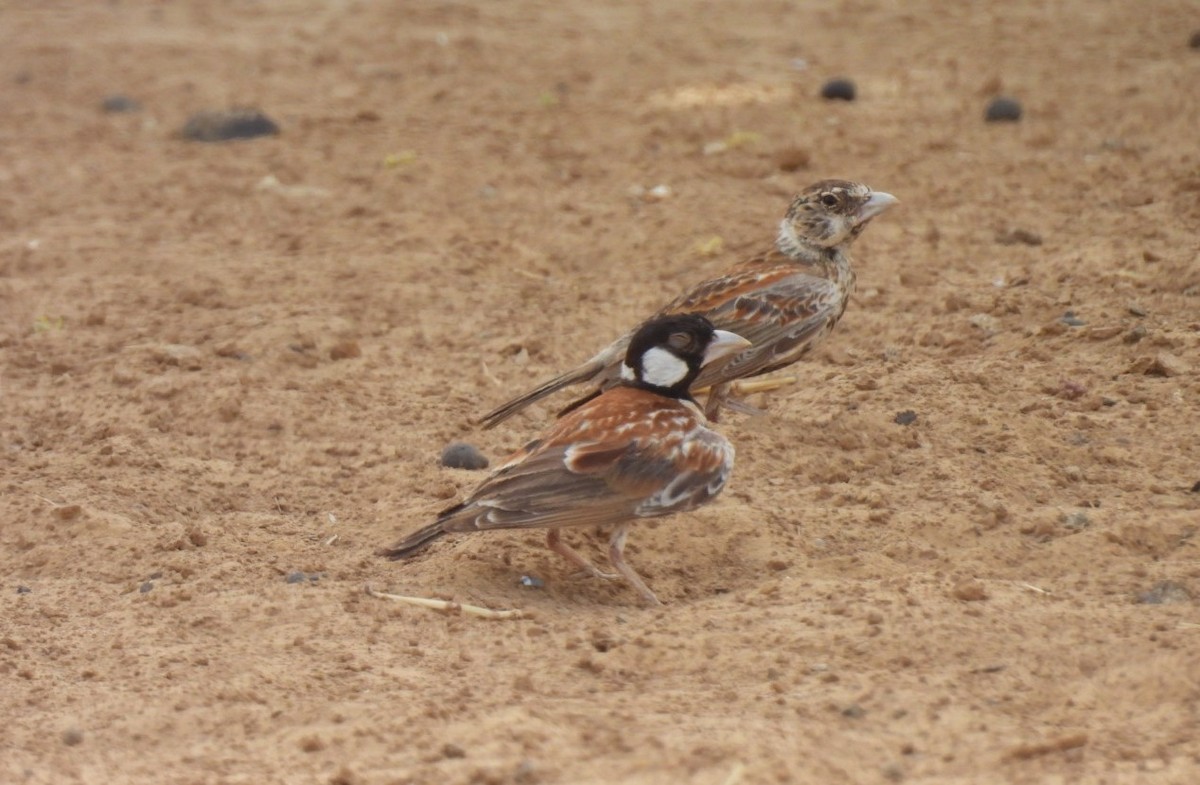 Chestnut-backed Sparrow-Lark - Peter Middleton