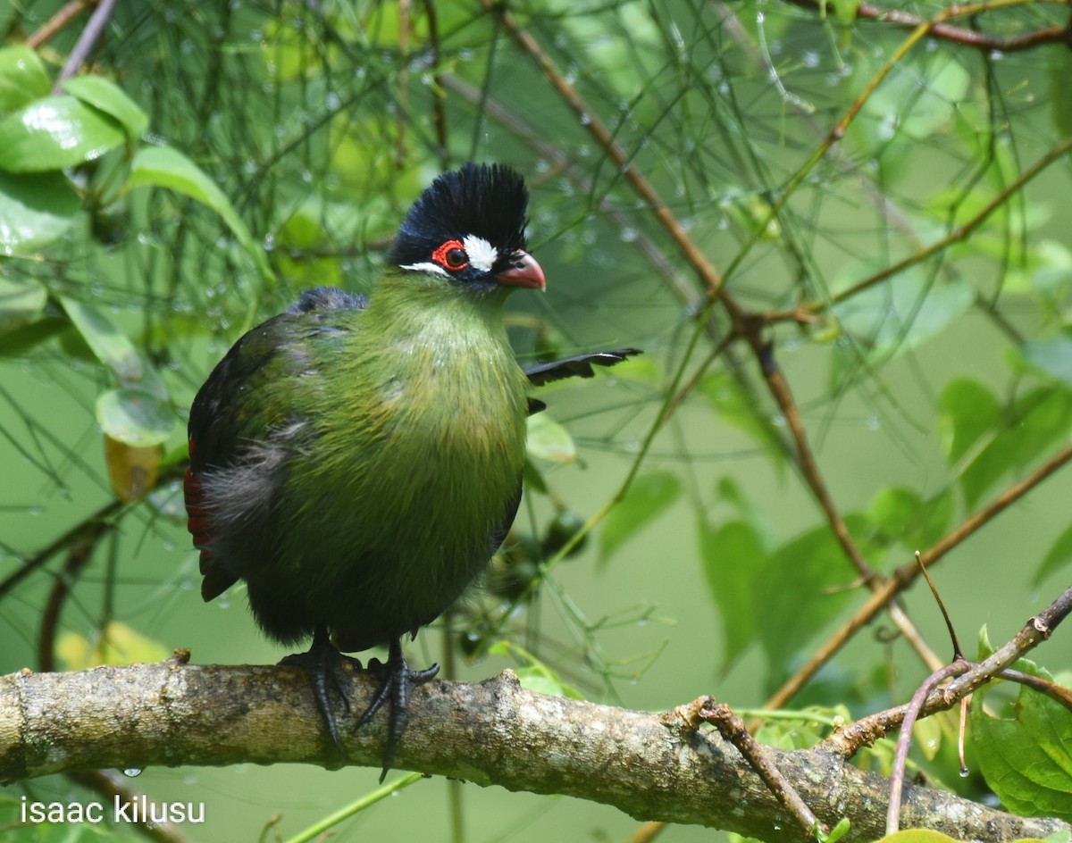 Turaco de Hartlaub - ML617122700