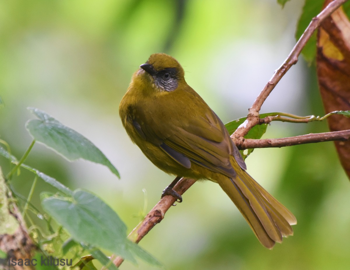 Bulbul montagnard (striifacies) - ML617122739