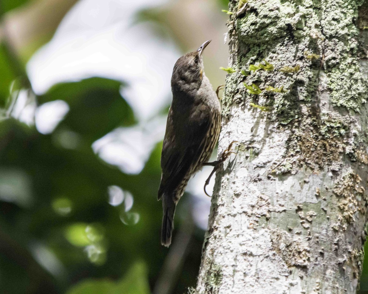 White-throated Treecreeper - Rebel Warren and David Parsons