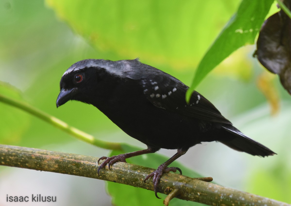 Gray-headed Nigrita - ML617122798