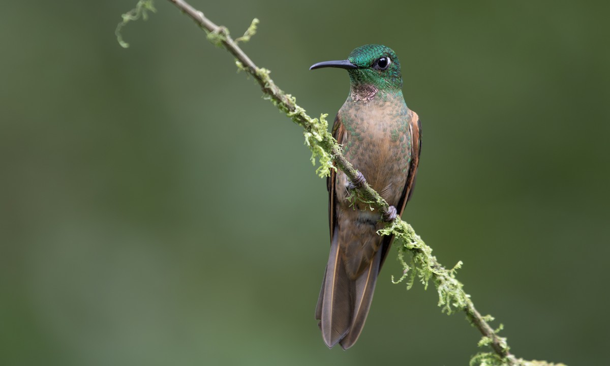 Fawn-breasted Brilliant - ML617122808