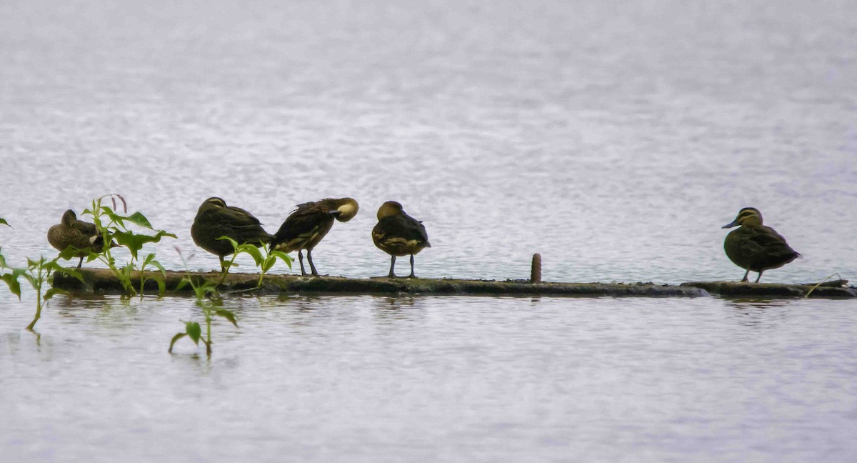 Wandering Whistling-Duck - ML617122819