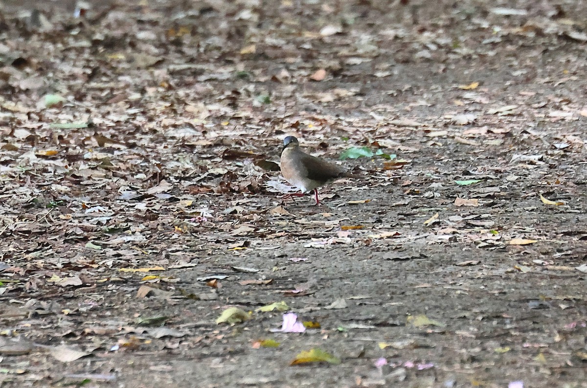 Gray-headed Dove - Gál Szabolcs