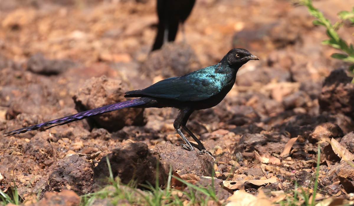 Long-tailed Glossy Starling - Patrick MONNEY