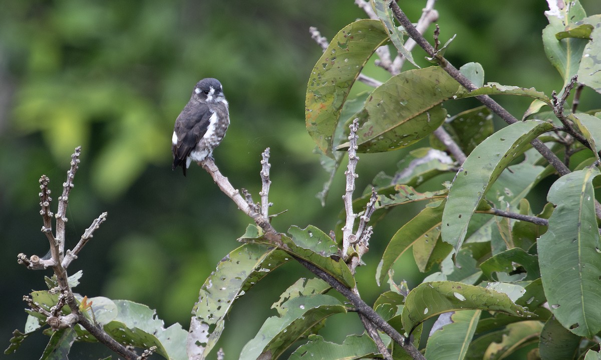 White-browed Purpletuft - ML617122908