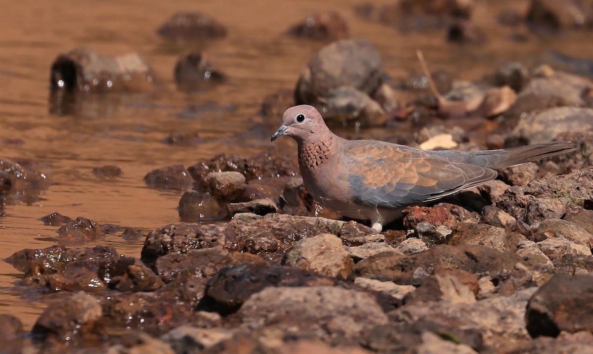 Tórtola Senegalesa - ML617122940