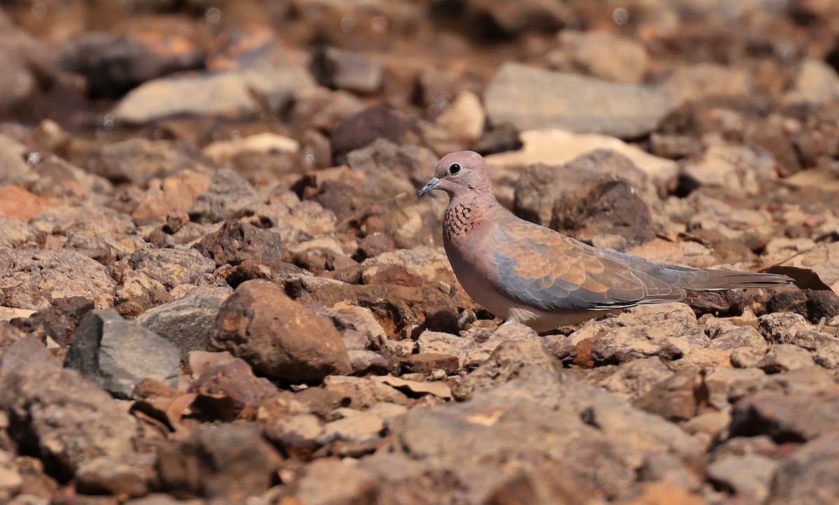 Laughing Dove - ML617122941