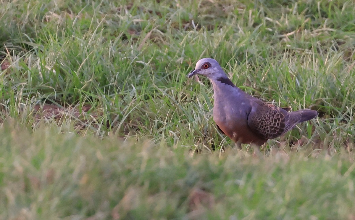 Adamawa Turtle-Dove - Patrick MONNEY