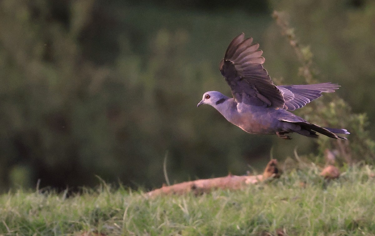 Adamawa Turtle-Dove - Patrick MONNEY