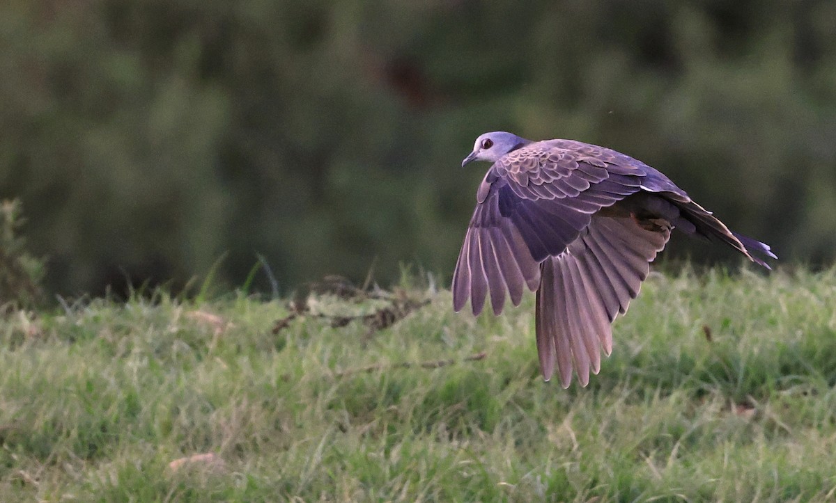 Adamawa Turtle-Dove - ML617122963