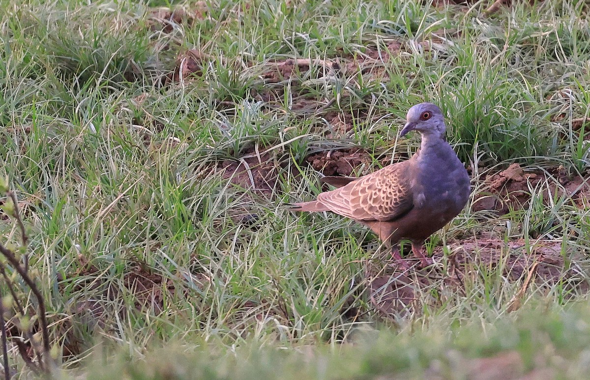 Adamawa Turtle-Dove - Patrick MONNEY