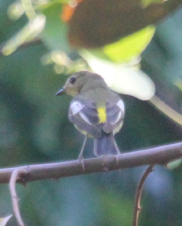 Yellow-rumped Flycatcher - Napatson Bunnueang