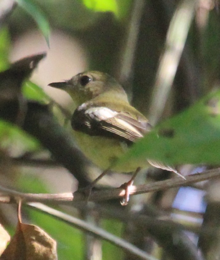 Yellow-rumped Flycatcher - ML617122974