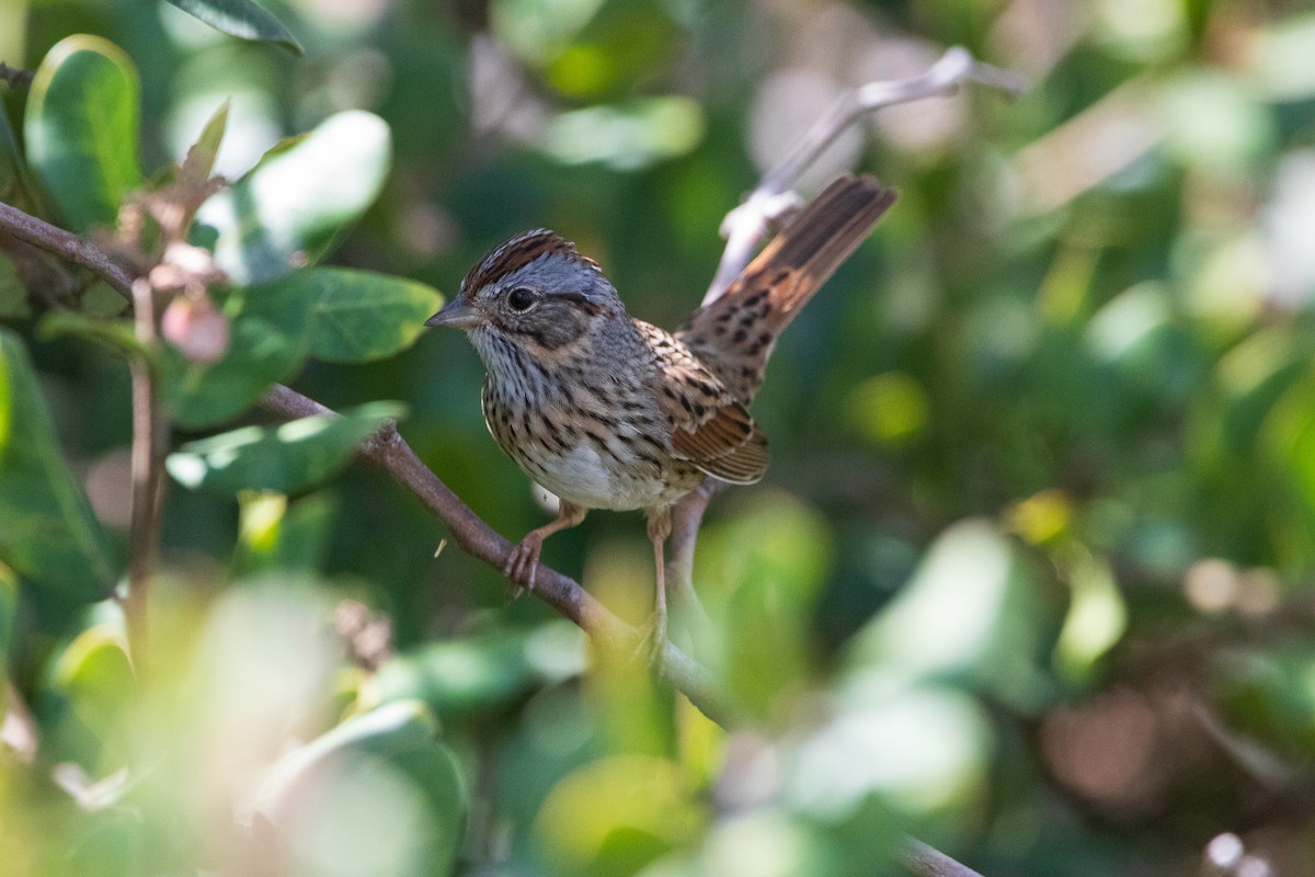 Lincoln's Sparrow - ML617122980