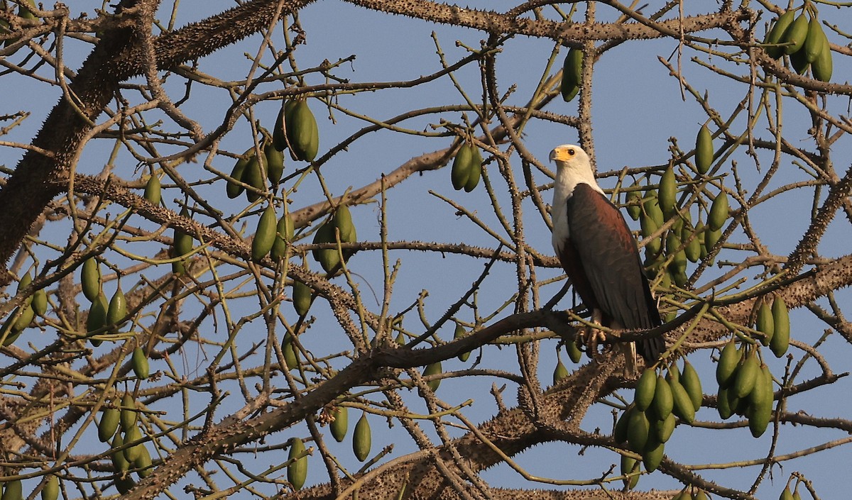 African Fish-Eagle - ML617122989