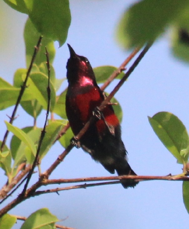 Van Hasselt's Sunbird - Napatson Bunnueang