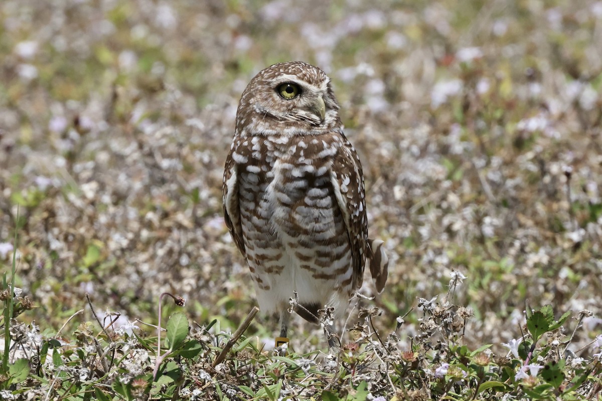 Burrowing Owl - Alice Church