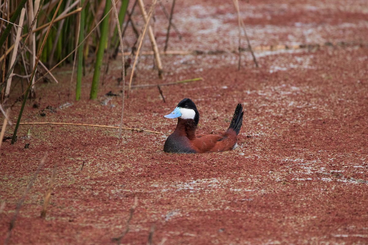 Ruddy Duck - ML617123030