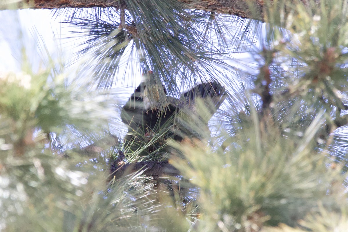 Sooty Grouse - ML617123043