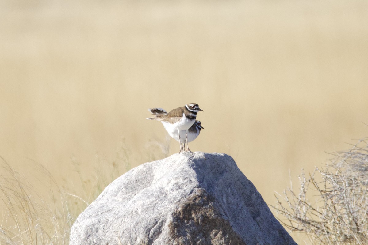 Killdeer - ML617123086