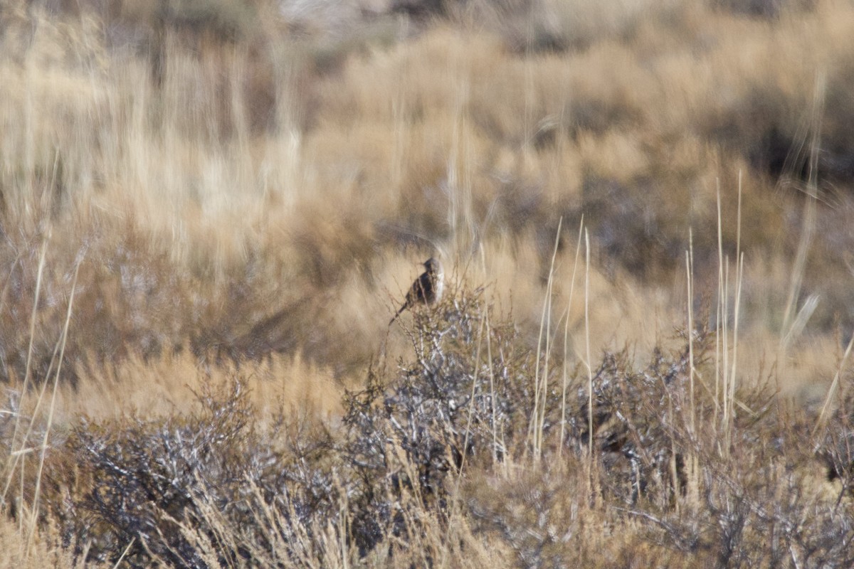 Sage Thrasher - Karen Nguyen