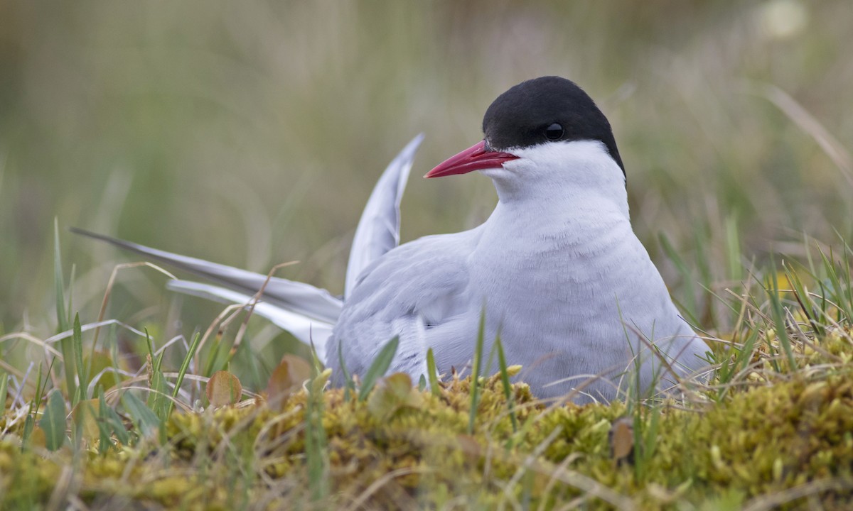 Arctic Tern - ML617123106