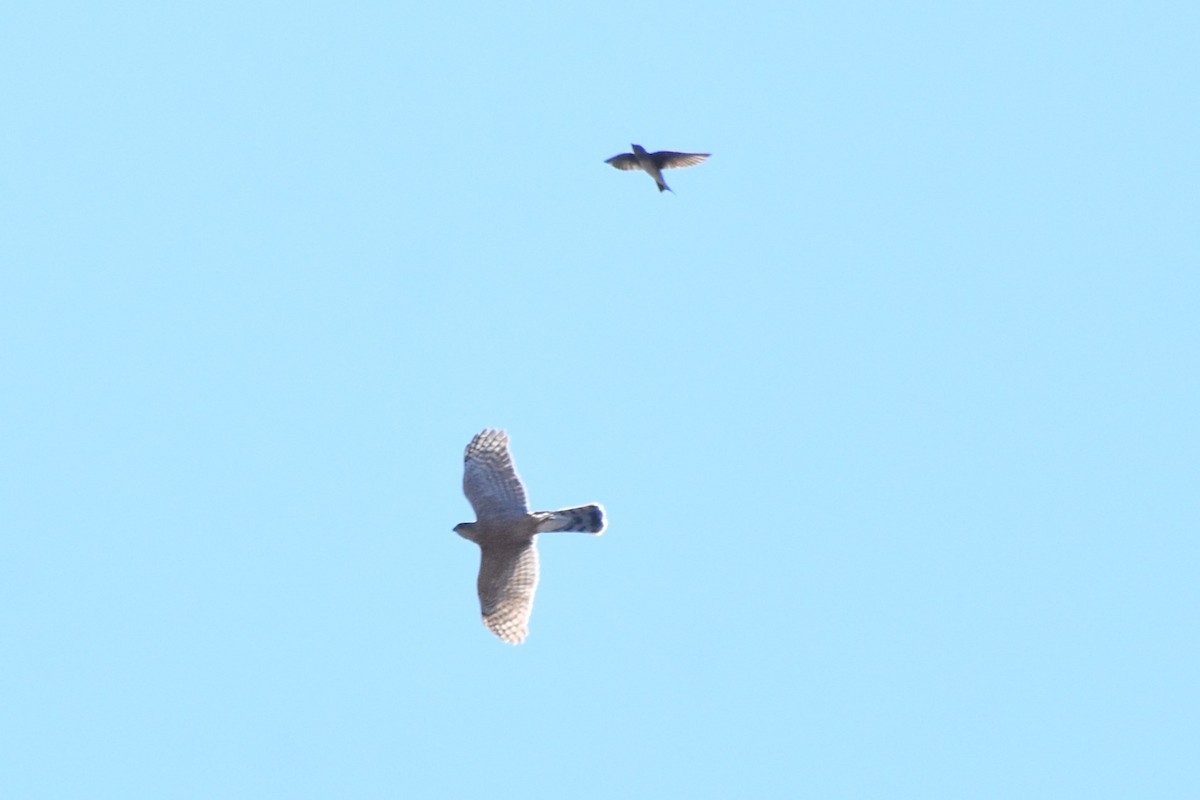 Purple Martin - ML617123137