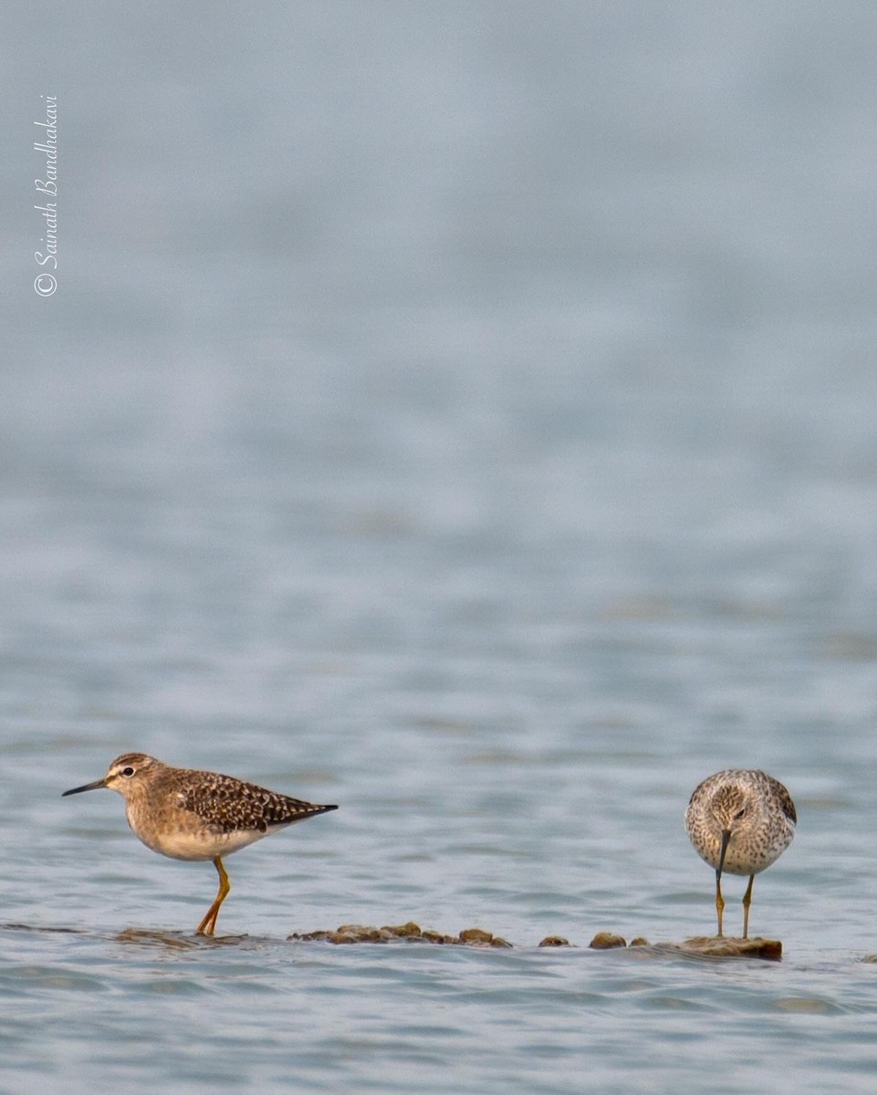 Wood Sandpiper - ML617123189