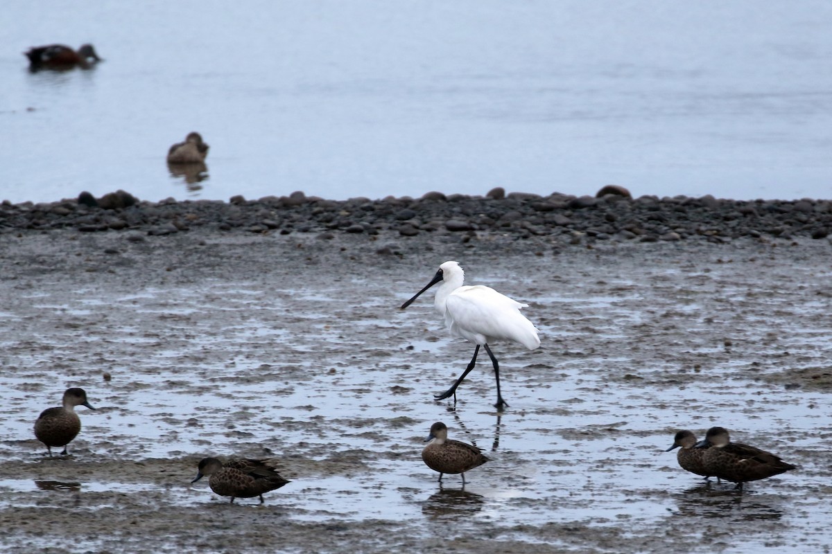 Royal Spoonbill - ML617123203