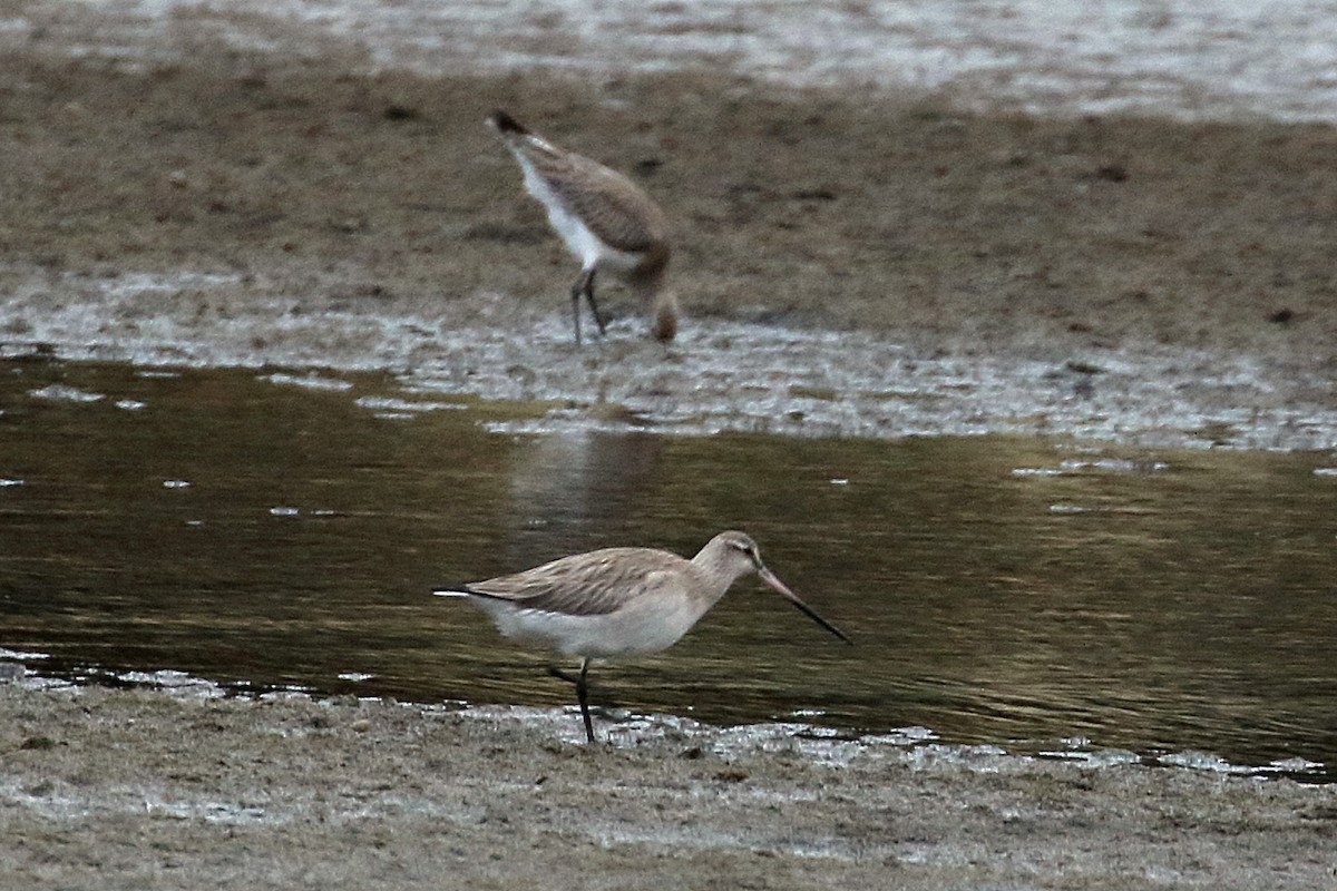 Bar-tailed Godwit - ML617123206