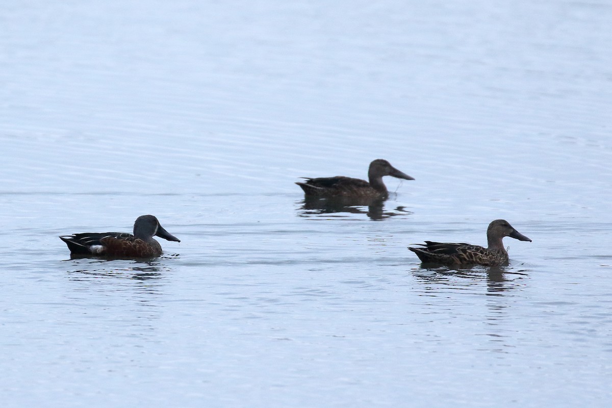 Australasian Shoveler - ML617123213