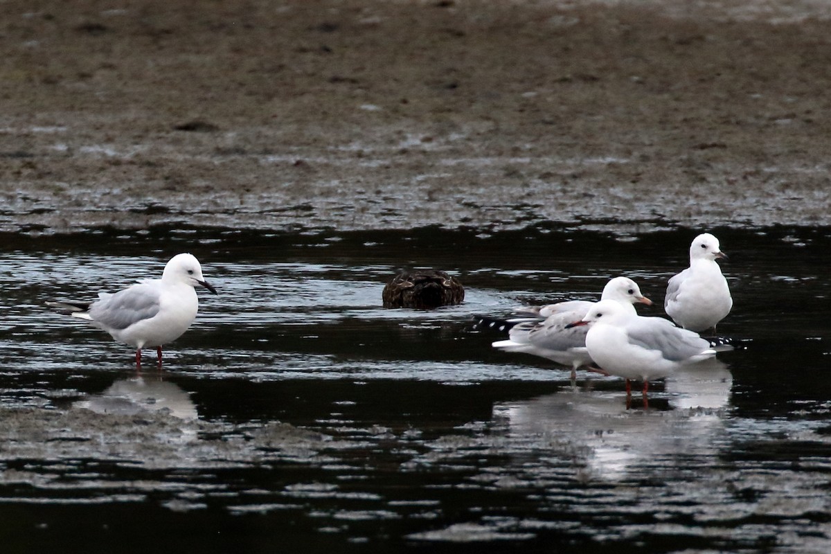 Black-billed Gull - Zbigniew Swiacki