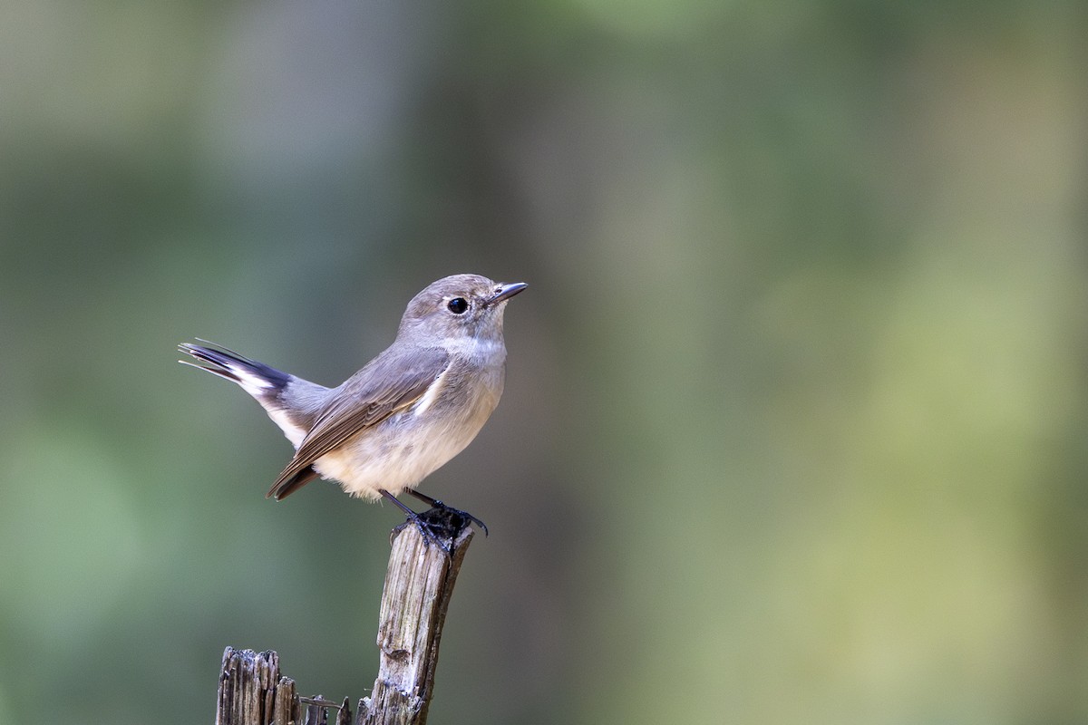 Taiga Flycatcher - Karsten Schmale