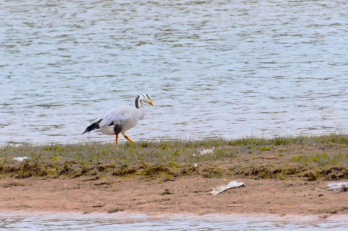 Bar-headed Goose - ML617123259