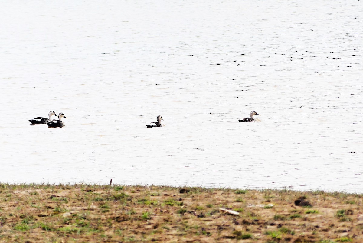 Indian Spot-billed Duck - ML617123262