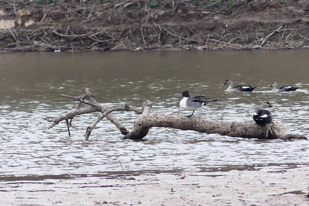 Northern Pintail - Gurpartap Singh