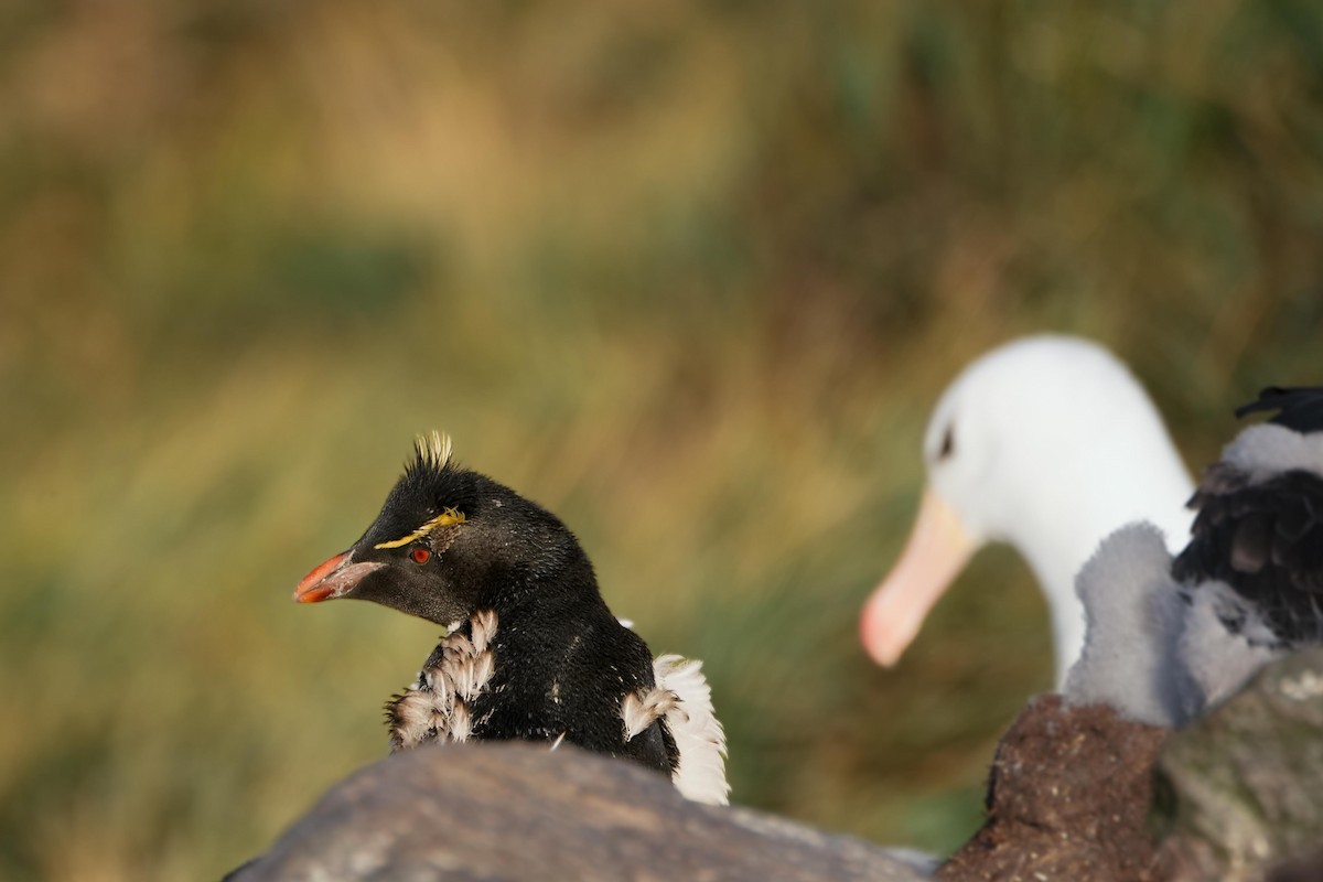 Southern Rockhopper Penguin - Kini Roesler